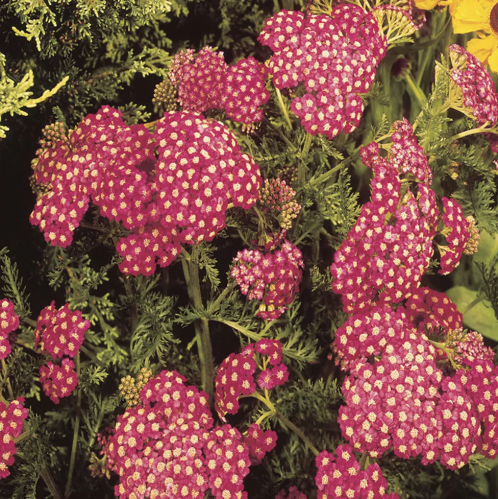 WILLEMSE FRANCE - Achillée millefeuille cerise queen - le pot / ø 9cm, vendu par lot de 2