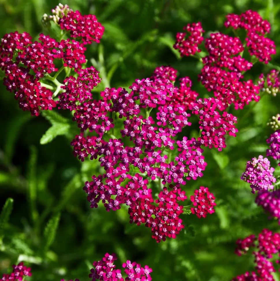 WILLEMSE FRANCE - Achillée millefeuille cerise queen - le pot / ø 9cm, vendu par lot de 2