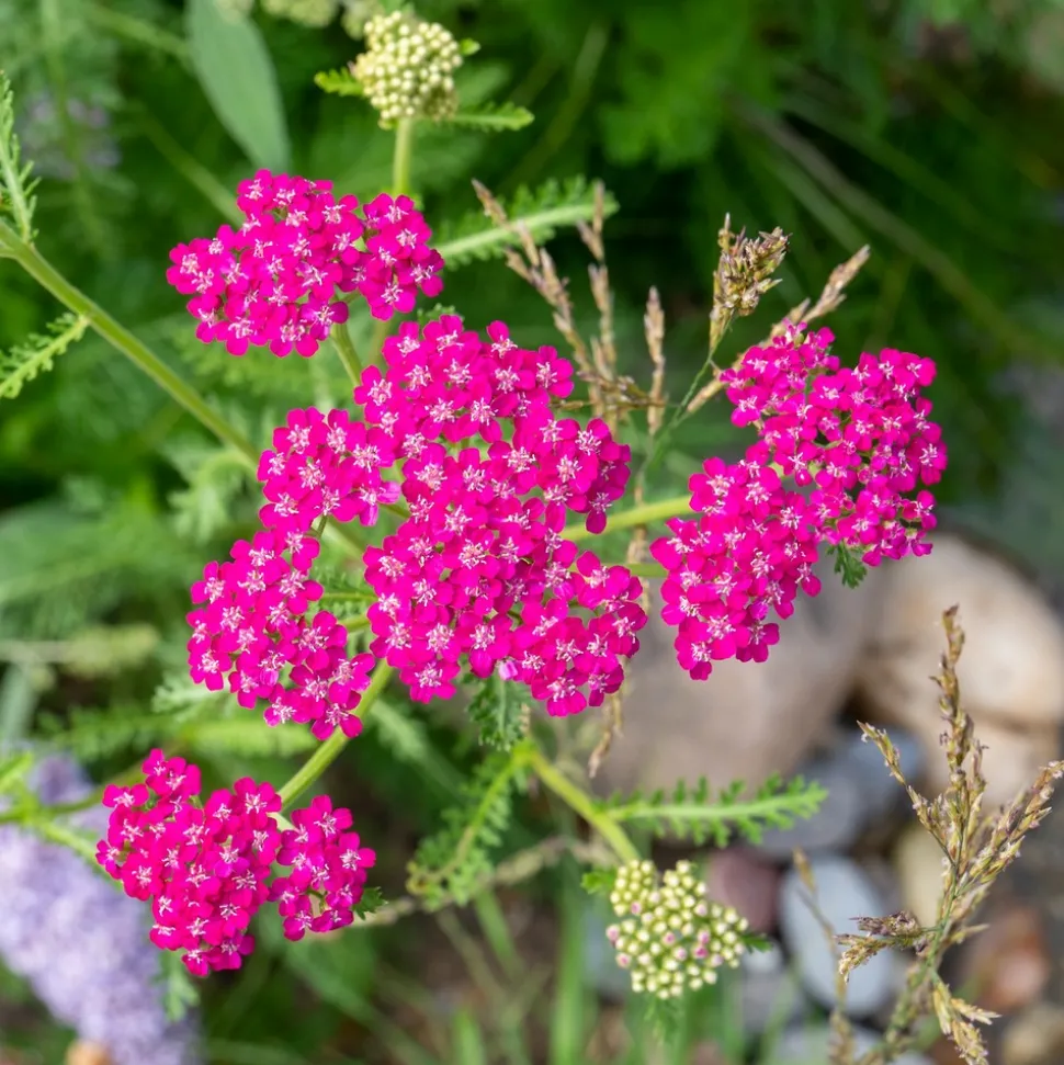 WILLEMSE FRANCE - Achillée millefeuille cerise queen - le pot / ø 9cm, vendu par lot de 2