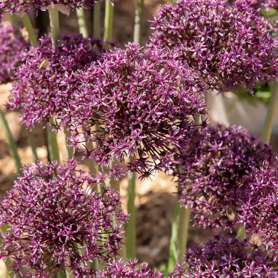 WILLEMSE FRANCE - Alliums miami - le sachet de 5 bulbes / circonference 10-12cm, vendu par lot de 2