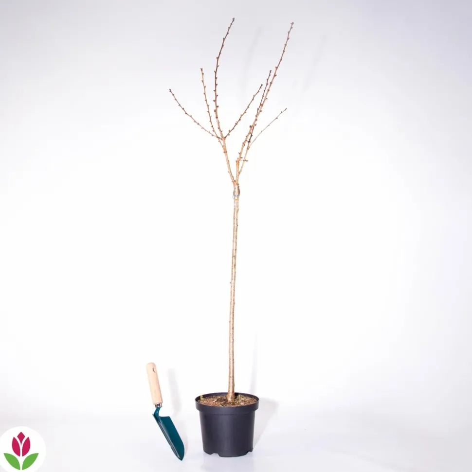 WILLEMSE FRANCE - Amandier à fleurs sur tige - le pot / 3l / tige 60cm
