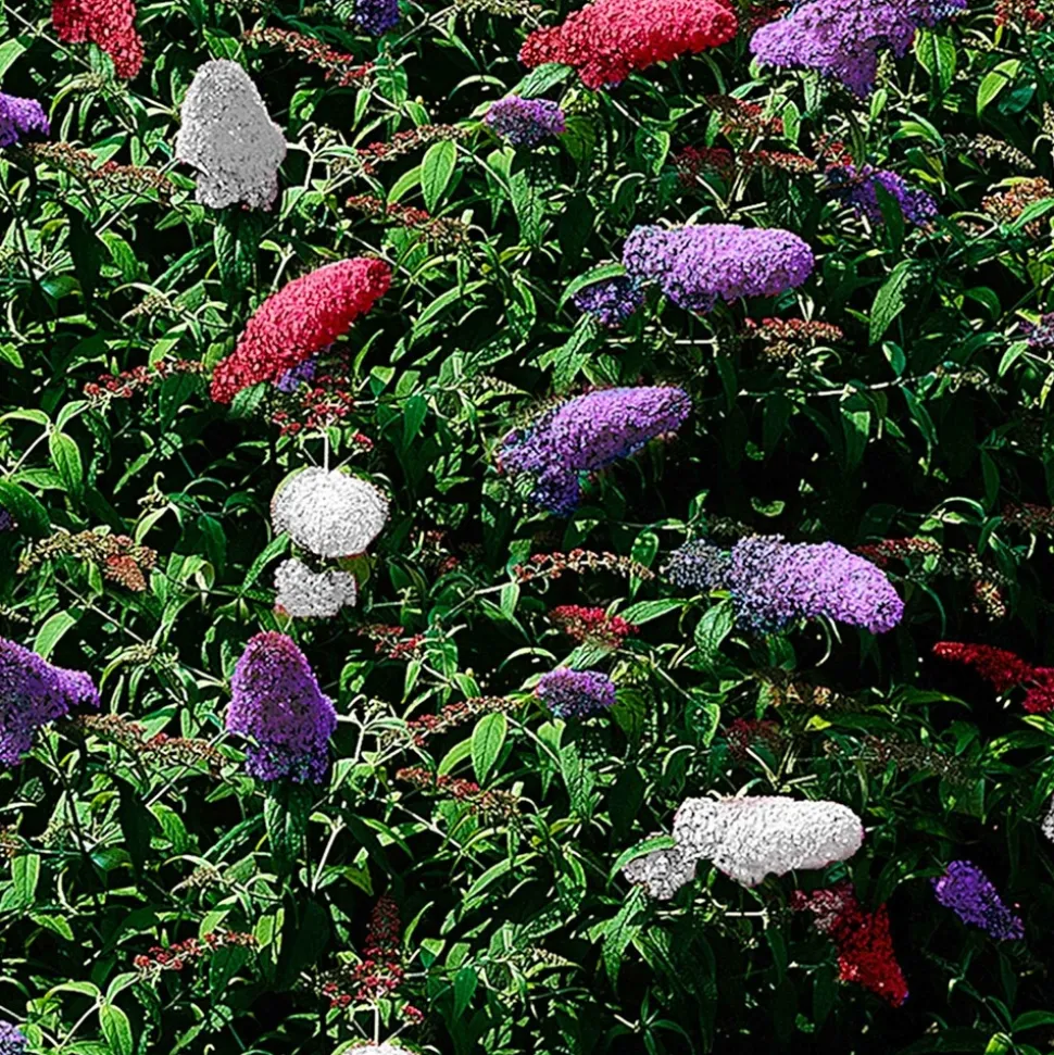 WILLEMSE FRANCE - Arbre à papillons tricolore - le pot / 2l / hauteur livrée 25-30cm, vendu par lot de 2