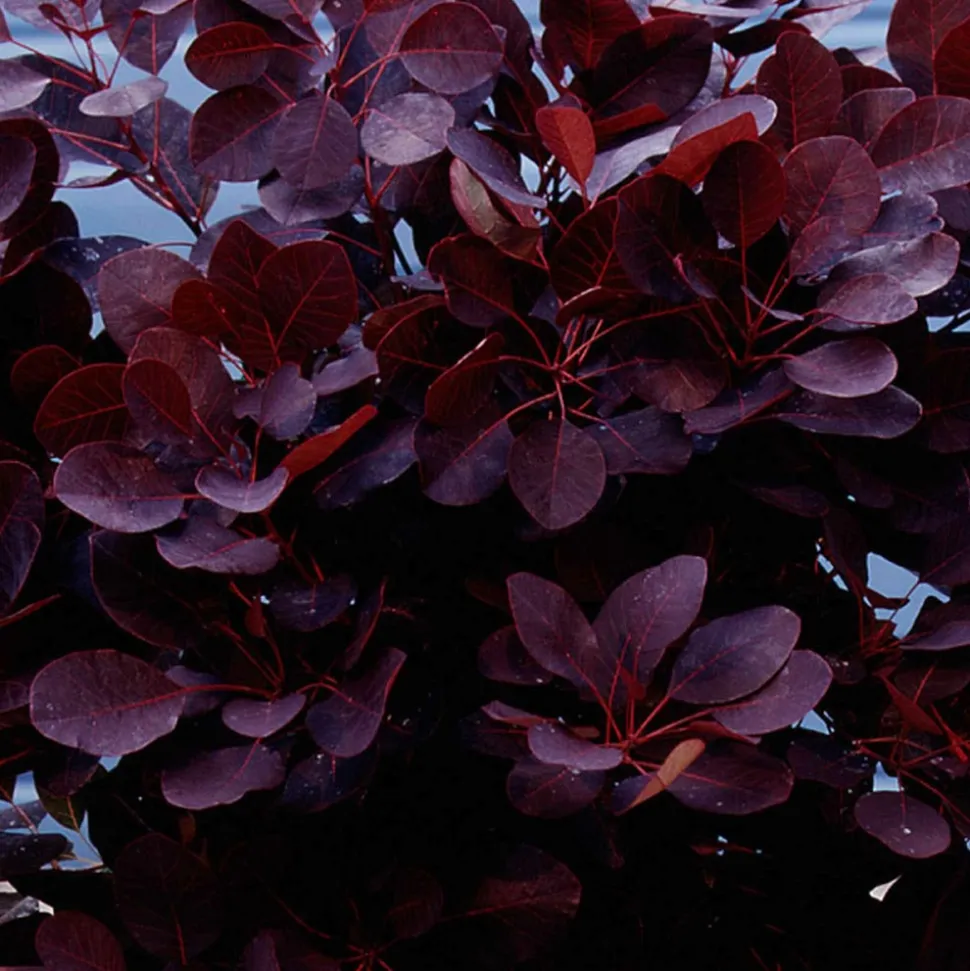 WILLEMSE FRANCE - Arbre à perruque pourpre royal purple sur tige - le pot / 3l / tige 60cm / hauteur livrée environ 75cm, vendu par lot de 2