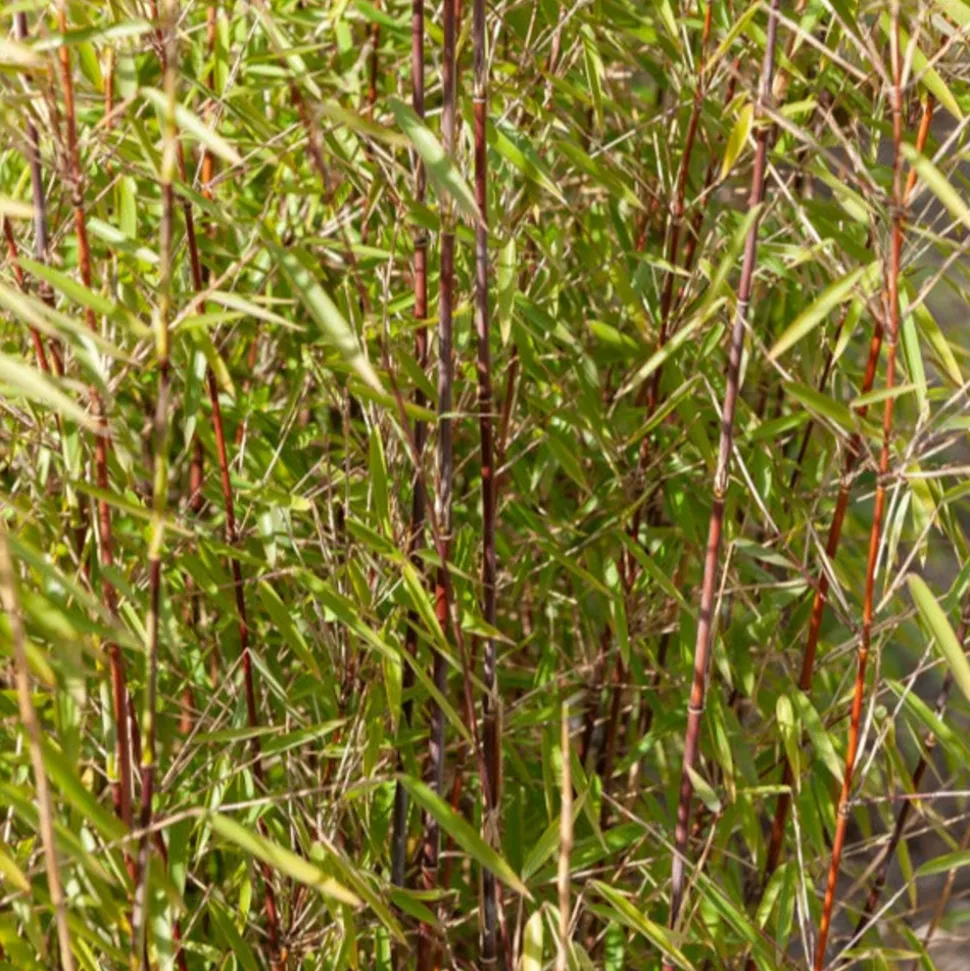 WILLEMSE FRANCE - Bambou à cannes rouges non-traçant - le pot / ø 9cm, vendu par lot de 2
