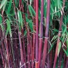 WILLEMSE FRANCE - Bambou à cannes rouges non-traçant - le pot / 1.5l / hauteur livrée environ 40cm, vendu par lot de 2