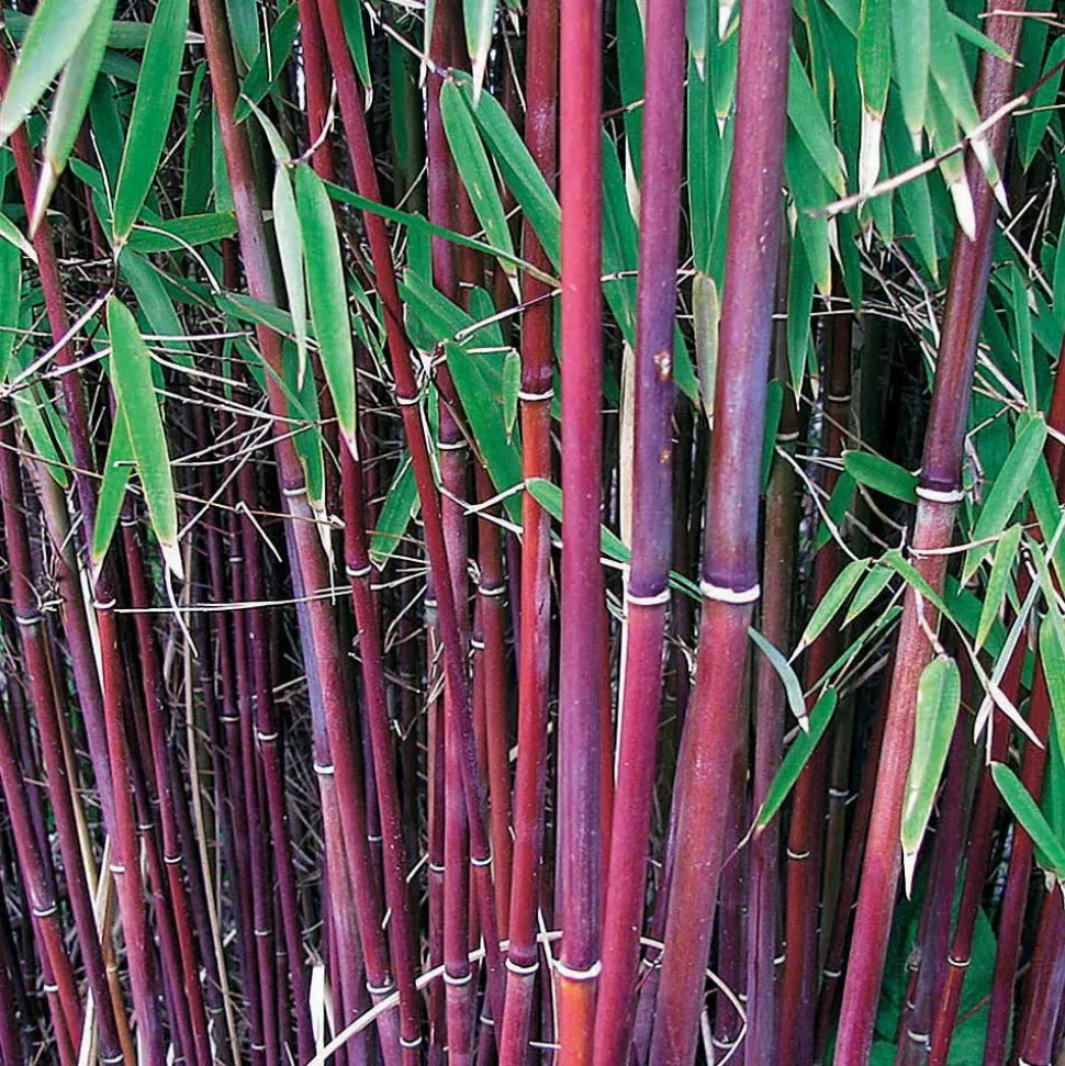 WILLEMSE FRANCE - Bambou à cannes rouges non-traçant - le pot / 1.5l / hauteur livrée environ 40cm, vendu par lot de 2