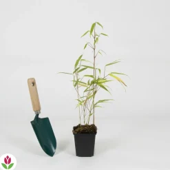 WILLEMSE FRANCE - Bambou fargesia rufa non-traçant - le pot / ø 9cm, vendu par lot de 2