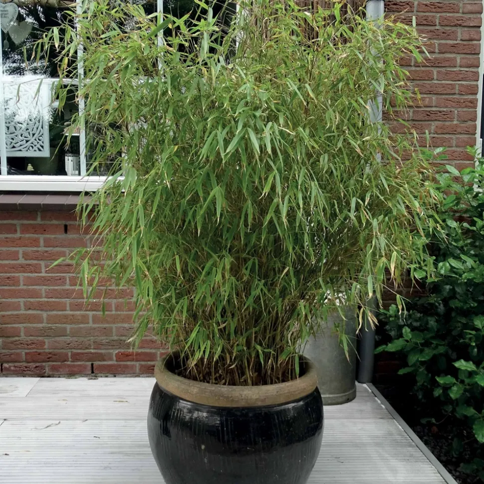 WILLEMSE FRANCE - Bambou fargesia rufa non-traçant - le pot / 2l / hauteur livrée 40-50cm, vendu par lot de 2