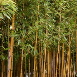 WILLEMSE FRANCE - Bambou traçant panaché - le pot / 2l / hauteur livrée 40-50cm
