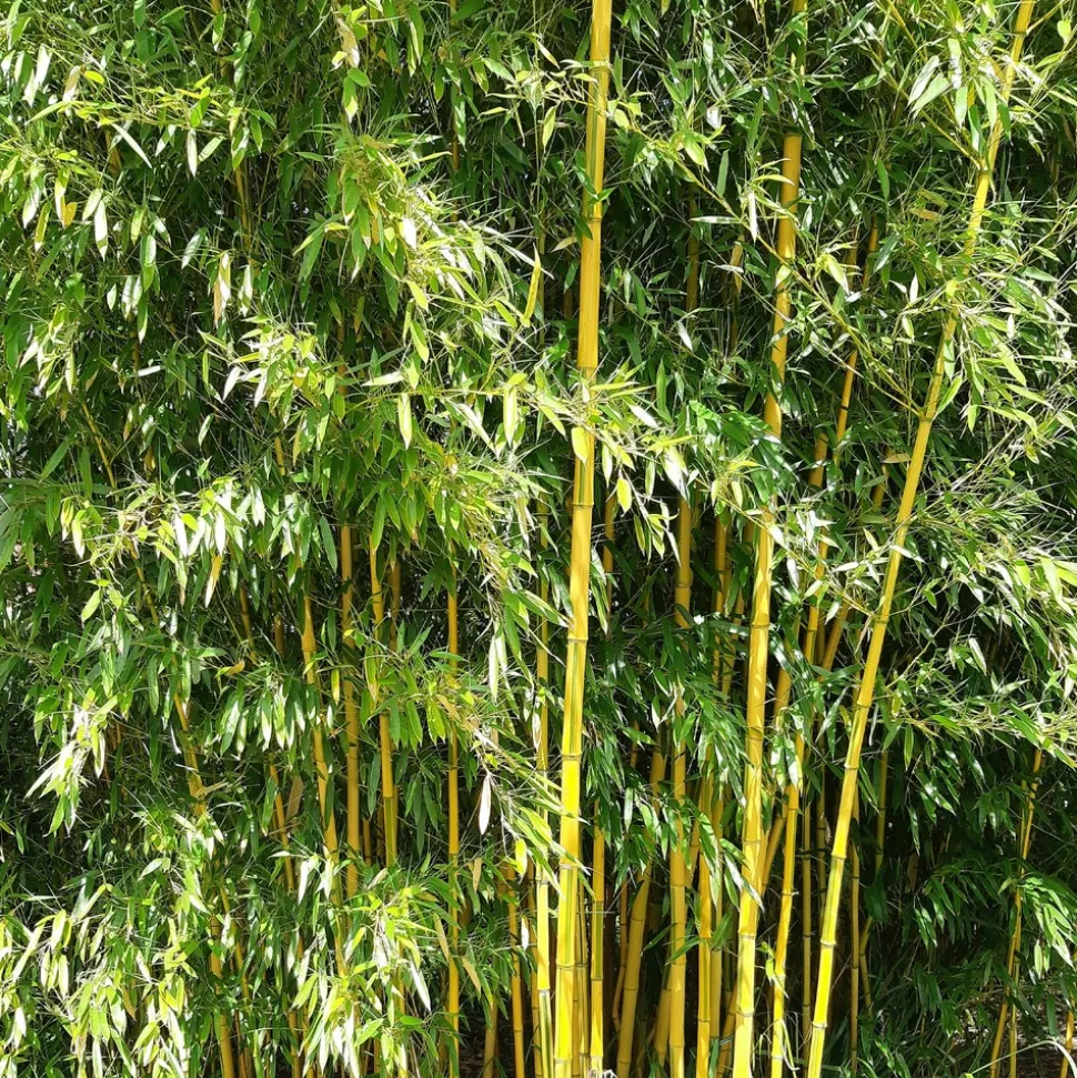 WILLEMSE FRANCE - Bambou traçant panaché - le pot / 2l / hauteur livrée 40-50cm, vendu par lot de 2