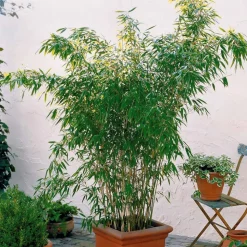 WILLEMSE FRANCE - Bambou vert non-traçant - le pot / ø 11cm / hauteur livrée environ 30cm