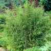 WILLEMSE FRANCE - Bambou vert non-traçant - le pot / ø 11cm / hauteur livrée environ 30cm, vendu par lot de 2
