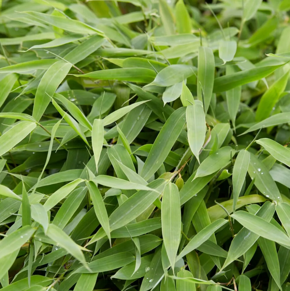 WILLEMSE FRANCE - Bambou vert non-traçant - le pot / ø 11cm / hauteur livrée environ 30cm, vendu par lot de 2