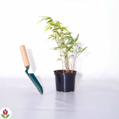 WILLEMSE FRANCE - Bambou vert non-traçant - le pot / ø 11cm / hauteur livrée environ 30cm, vendu par lot de 2