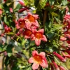WILLEMSE FRANCE - Bignone à vrilles tangerine beauty - le pot / 1,5l / hauteur livrée 20-60cm