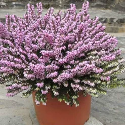 WILLEMSE FRANCE - Bruyère d'hiver furzey - le pot / 8cm / hauteur livrée environ 10cm, vendu par lot de 2