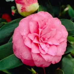 WILLEMSE FRANCE - Camélia du japon à fleurs doubles rose - le pot / ø 9cm, vendu par lot de 2