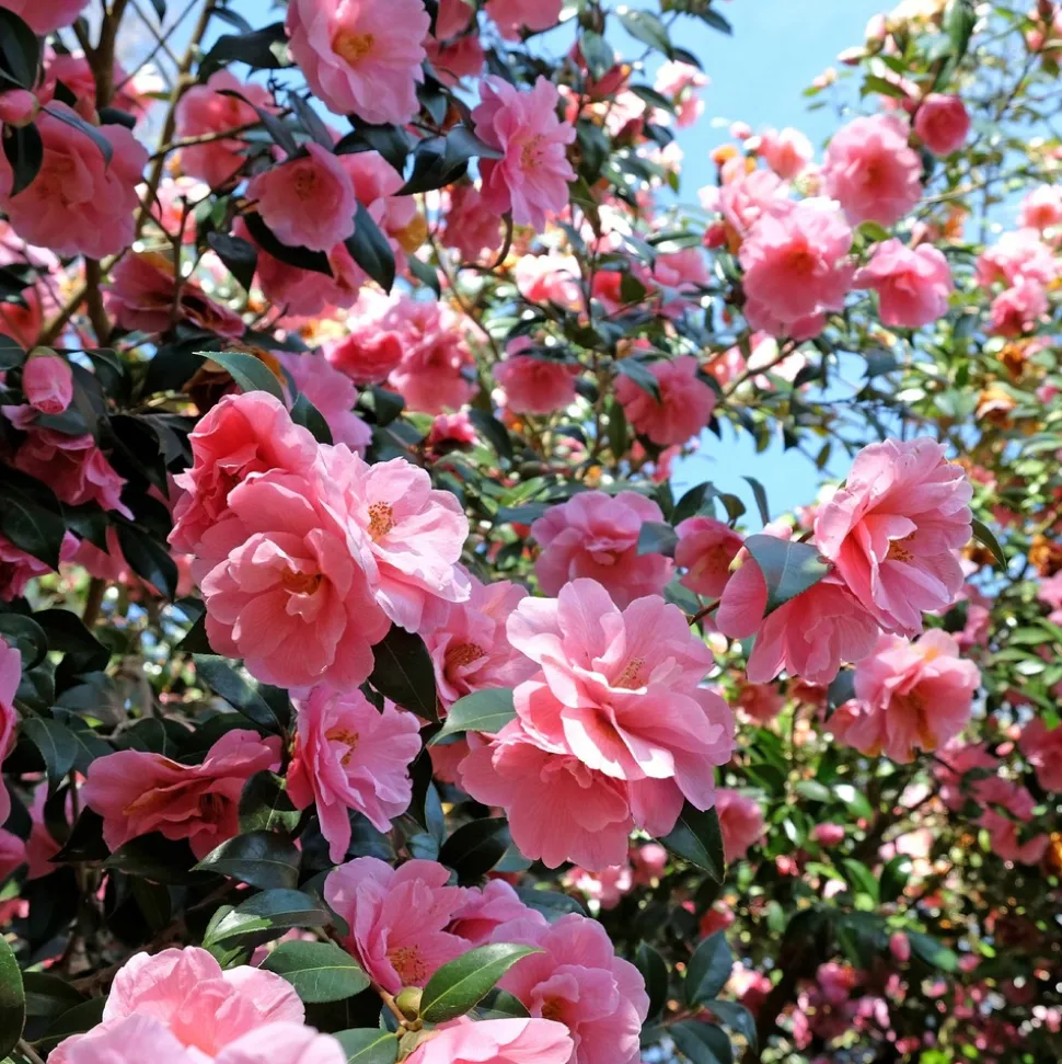 WILLEMSE FRANCE - Camélia du japon à fleurs doubles rose - le pot / ø 9cm, vendu par lot de 2