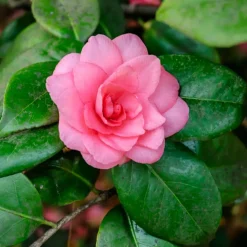 WILLEMSE FRANCE - Camélia du japon à fleurs doubles rose - le pot / ø 9cm, vendu par lot de 2