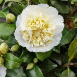 WILLEMSE FRANCE - Camélia du japon à fleurs doubles blanche - le pot / 2l / hauteur livrée 25-30cm, vendu par lot de 2
