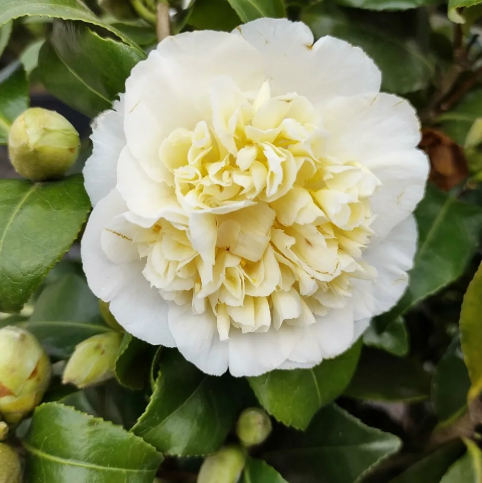 WILLEMSE FRANCE - Camélia du japon à fleurs doubles blanche - le pot / 2l / hauteur livrée 25-30cm, vendu par lot de 2