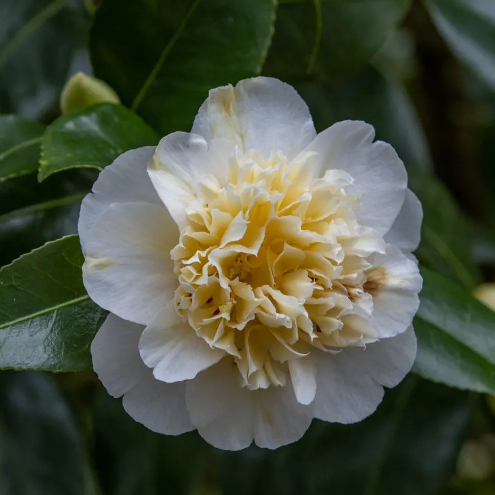 WILLEMSE FRANCE - Camélia du japon à fleurs doubles blanche - le pot / 2l / hauteur livrée 25-30cm, vendu par lot de 2