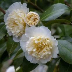 WILLEMSE FRANCE - Camélia du japon à fleurs doubles blanche - le pot / 2l / hauteur livrée 25-30cm, vendu par lot de 2