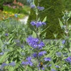 WILLEMSE FRANCE - Caryopteris heavenly blue - le pot / ø 9cm / hauteur livrée environ 15cm, vendu par lot de 2