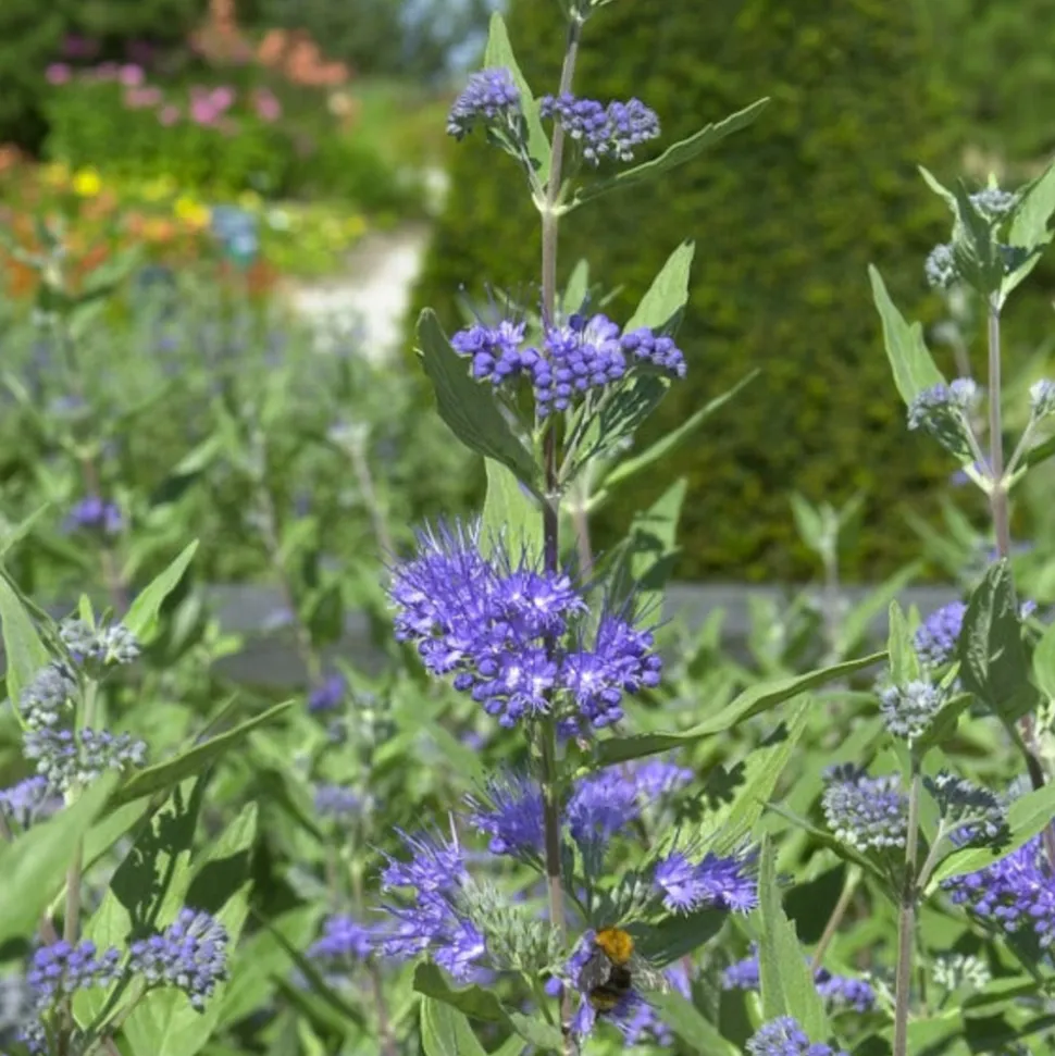 WILLEMSE FRANCE - Caryopteris heavenly blue - le pot / ø 9cm / hauteur livrée environ 15cm, vendu par lot de 2