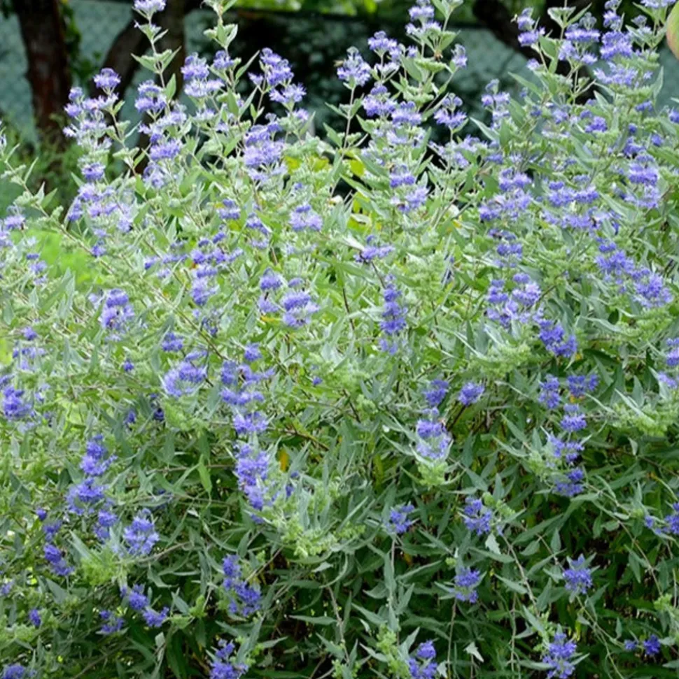 WILLEMSE FRANCE - Caryopteris heavenly blue - le pot / ø 9cm / hauteur livrée environ 15cm, vendu par lot de 2