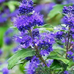 WILLEMSE FRANCE - Caryopteris oiseau bleu - le pot / ø 9cm, vendu par lot de 2