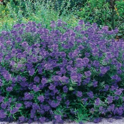 WILLEMSE FRANCE - Caryopteris oiseau bleu - le pot / ø 9cm, vendu par lot de 2