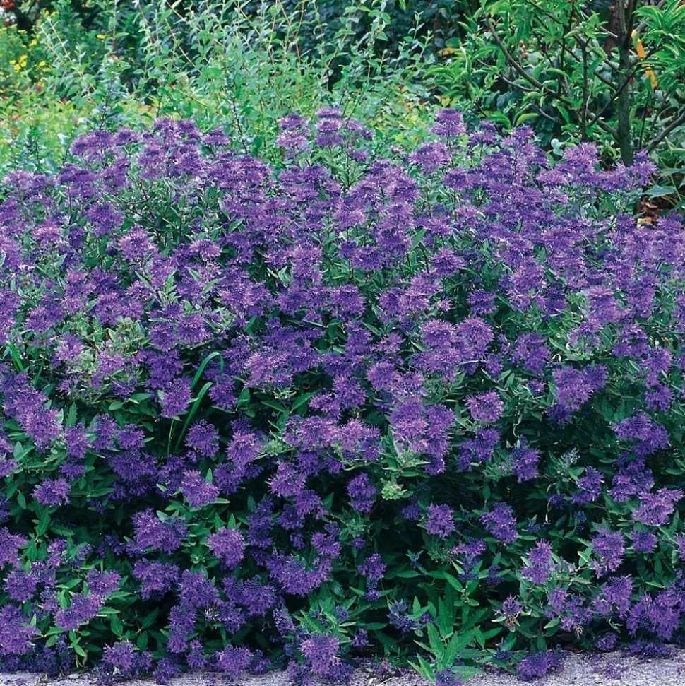 WILLEMSE FRANCE - Caryopteris oiseau bleu - le pot / ø 9cm, vendu par lot de 2