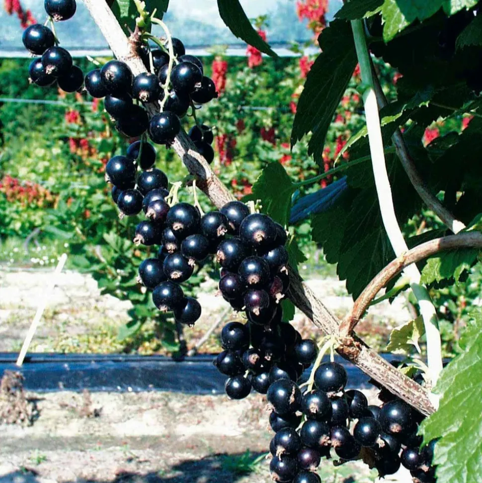 WILLEMSE FRANCE - Cassissier à gros fruits andega - la pièce en racine nue / 1-2 branches