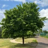 WILLEMSE FRANCE - Charme - le pot / 2l / hauteur livrée 80-100cm, vendu par lot de 2
