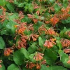 WILLEMSE FRANCE - Chèvrefeuille grimpant dropmore scarlet - le pot / ø 9cm