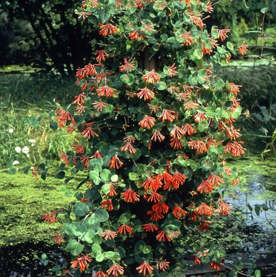 WILLEMSE FRANCE - Chèvrefeuille grimpant dropmore scarlet - le pot / ø 9cm