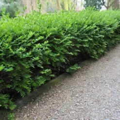 WILLEMSE FRANCE - Chèvrefeuille à feuilles de buis maigruen - le pot / 1.5l / hauteur livrée 30-40cm, vendu par lot de 2