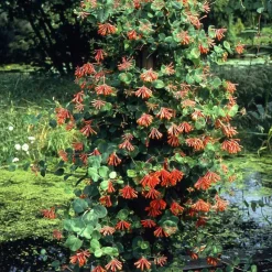 WILLEMSE FRANCE - Chèvrefeuille grimpant dropmore scarlet - le pot / 2l / hauteur livrée 40-50cm, vendu par lot de 2