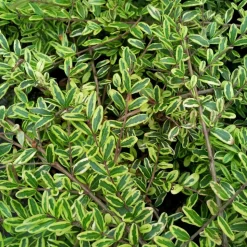 WILLEMSE FRANCE - Chèvrefeuille à feuille de buis lemon beauty - le godet / ø 9cm