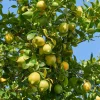 WILLEMSE FRANCE - Citronnier vulcan - le pot / 1.5l / hauteur livrée 30-40cm