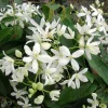 WILLEMSE FRANCE - Clématite armandii - le pot / ø 11cm, vendu par lot de 2