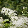 WILLEMSE FRANCE - Clématite terniflora sweet autumn - le pot / 2l / hauteur livrée 40-50cm
