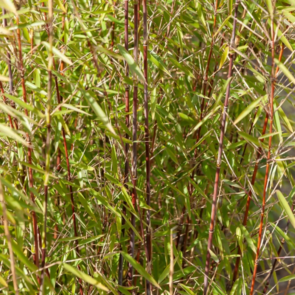 WILLEMSE FRANCE - Collection de 2 bambous non-traçants - les 2 pots / 1.5l / hauteur livrée environ 40cm