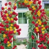 WILLEMSE FRANCE - Collection de 2 rosiers grimpants vlammenspel et paul's lemon pillar - le paquet de 2 racines nues / 3+ branches