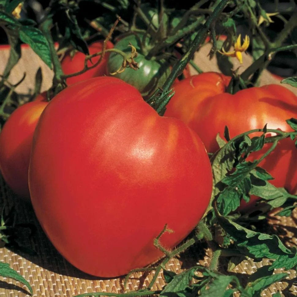 WILLEMSE FRANCE - Collection de tomates savoureuses - les 3 sachets / ±1100 graines