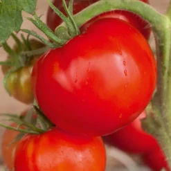 WILLEMSE FRANCE - Collection de tomates savoureuses - les 3 sachets / ±1100 graines