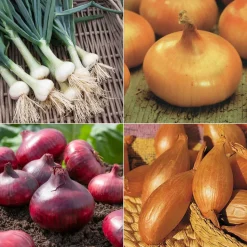 WILLEMSE FRANCE - Collection d'oignons : hâtif paris, vertus, brunswick, zebrune - les 4 sachets / ±3105 graines