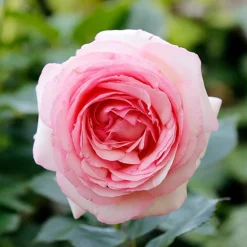 WILLEMSE FRANCE - Collection de 2 rosiers : anglais her's ausgreen et ausgreen's winne - le paquet de 2 racines nues / 3+ branches