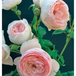 WILLEMSE FRANCE - Collection de 2 rosiers : anglais her's ausgreen et ausgreen's winne - le paquet de 2 racines nues / 3+ branches